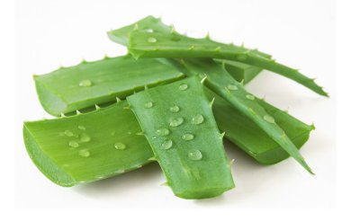 Aloe Vera beyaz arkaplanda izole bir şekilde bırakır