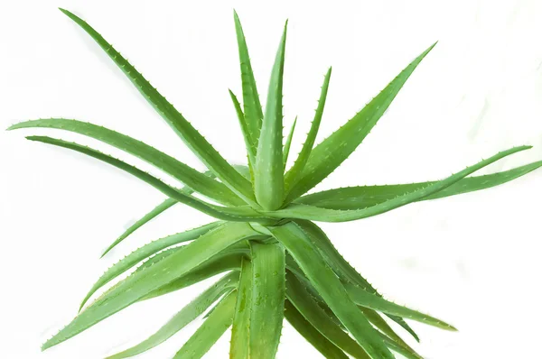 Aloe Vera meninggalkan terisolasi pada latar belakang putih — Stok Foto