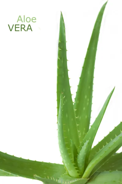 Aloe Vera beyaz arkaplanda izole bir şekilde bırakır
