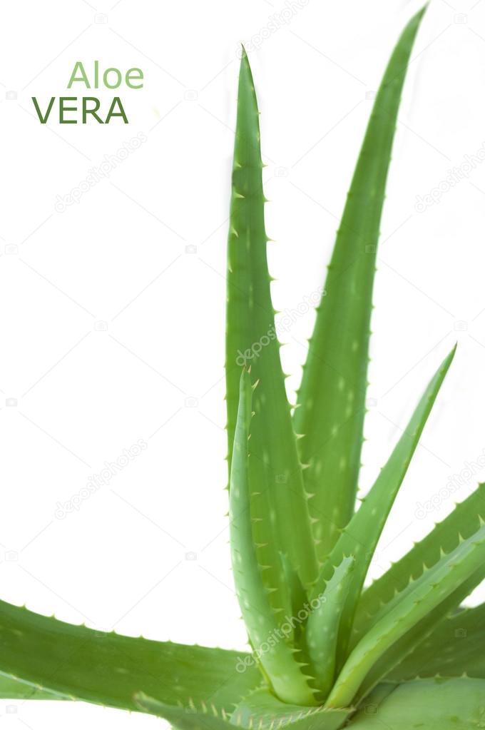 Aloe Vera leaves isolated on white background