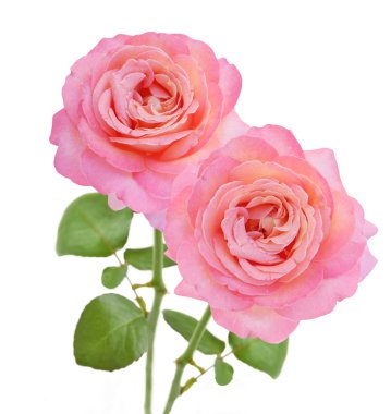 Gül çiçek demet izole üzerinde beyaz arka plan