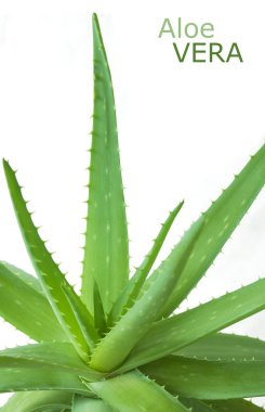 aloe vera bitkisi beyaz arkaplanda izole