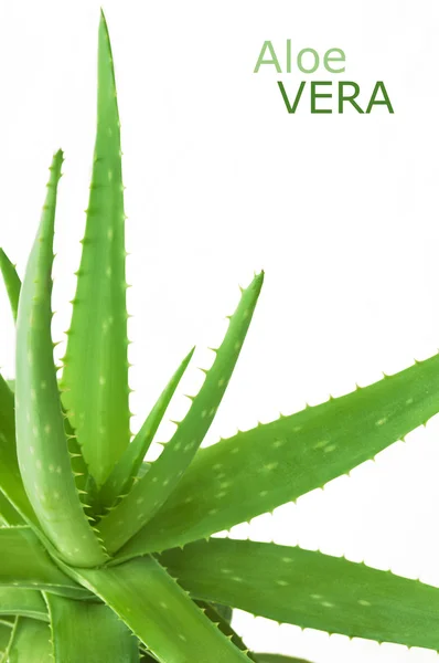 Planta aloe vera isolada sobre fundo branco — Fotografia de Stock