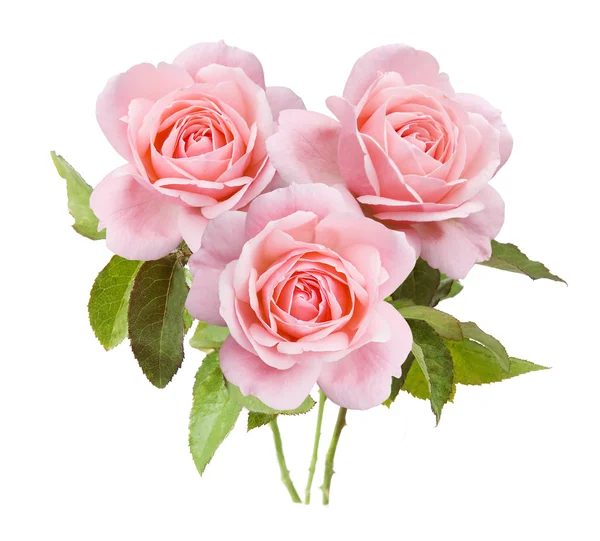 Roze bloemen bos geïsoleerd op witte achtergrond — Stockfoto