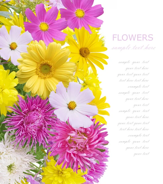 Flowers background isolated on white with sample text. Summer flowers — Stock Photo, Image
