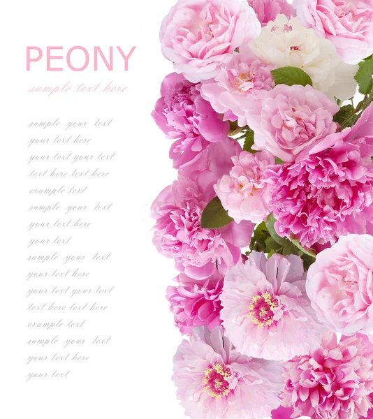 Peônia e rosas flor fundo isolado em branco com amostra de texto — Fotografia de Stock