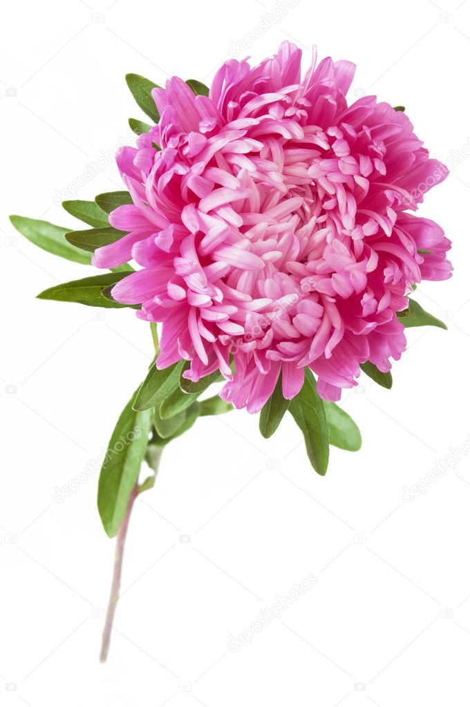 pink aster flowers isolated