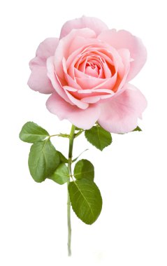 Pembe Gül beyaz arkaplanda izole edildi