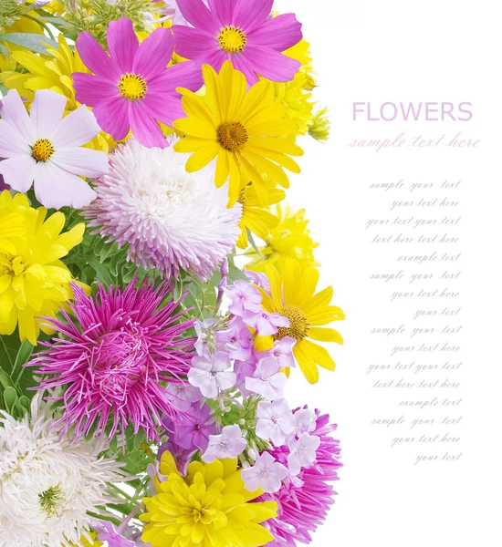 Fundo de flores isolado em branco com texto de amostra. Flores de verão — Fotografia de Stock