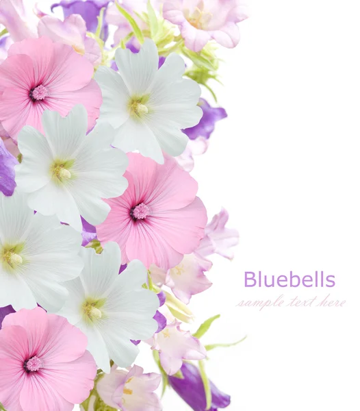 Bluebell flowers background isolated on white with sample text — Stock Photo, Image