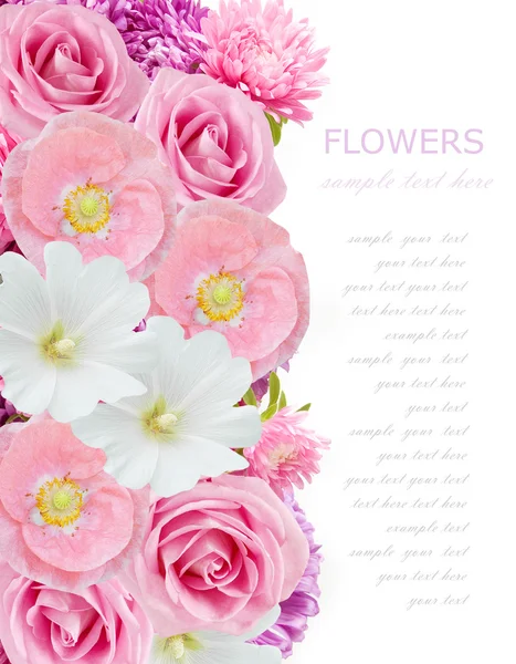 Amapola, rosa y flores de aster fondo aislado en blanco con texto de muestra — Foto de Stock