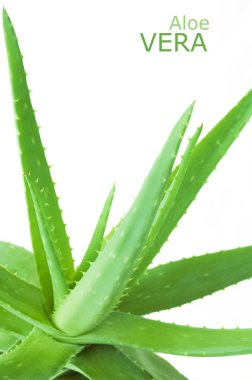 Aloe Vera beyaz arkaplanda izole bir şekilde bırakır