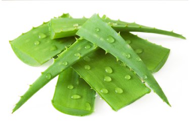 Aloe Vera beyaz arkaplanda izole bir şekilde bırakır