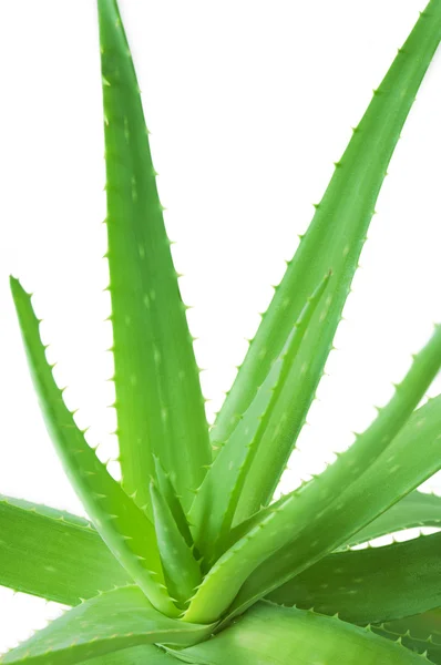 Aloe Vera leaves isolated on white background — Stock Photo, Image