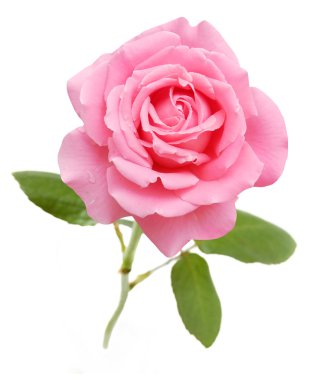Pembe Gül beyaz arkaplanda izole edildi