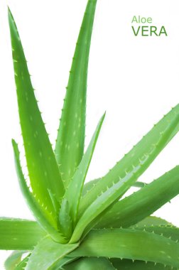Aloe Vera beyaz arkaplanda izole bir şekilde bırakır