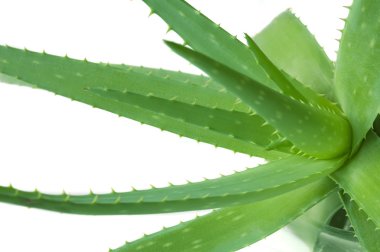aloe vera bitkisi beyaz arkaplanda izole