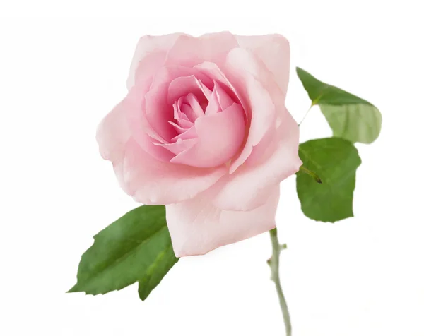 Rose closeup isolated on white background — Stock Photo, Image