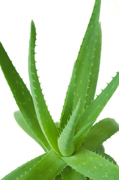 Tumbuhan vera aloe terisolasi di latar belakang putih — Stok Foto