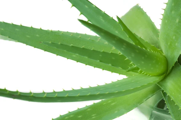 Aloe vera planta aislada sobre fondo blanco —  Fotos de Stock