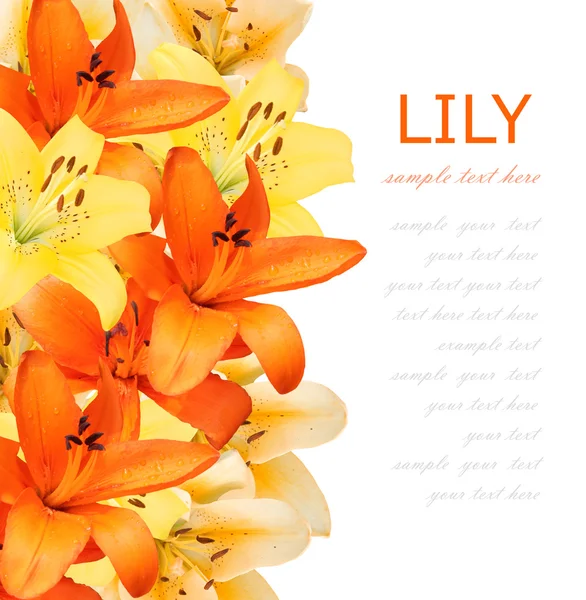 Lilia kwiat na białym tle biały z przykładowy tekst tło — Zdjęcie stockowe