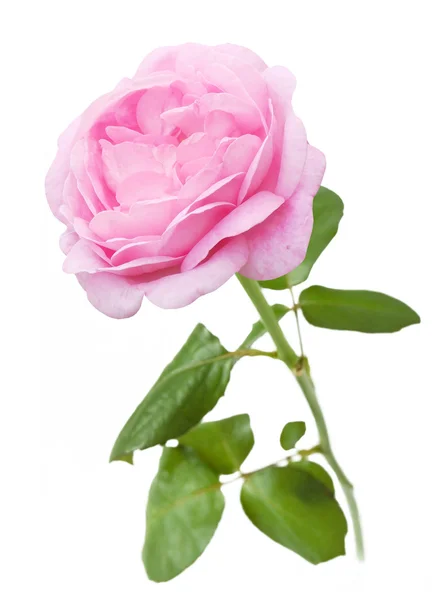 Rose primer plano aislado sobre fondo blanco — Foto de Stock