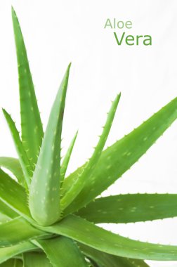 aloe vera bitkisi beyaz arkaplanda izole