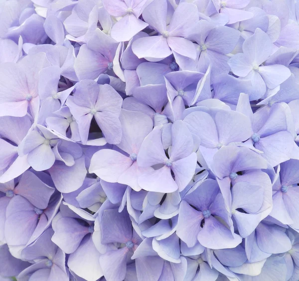 Hortênsia flores closeup — Fotografia de Stock
