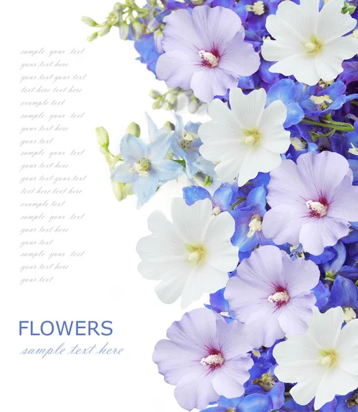 Flowers background isolated on white with sample text — Stock Photo, Image