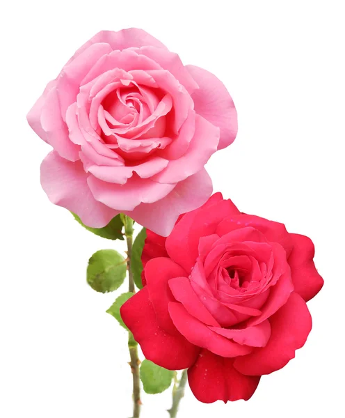 Rose bunch isolated on white background — Stock Photo, Image