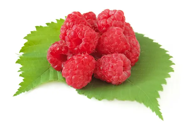 Raspberries on green leaves isolated on white background with sample text — Stock Photo, Image