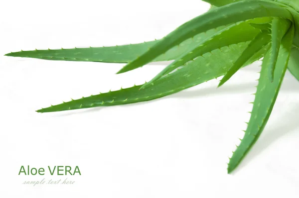 Foglie di aloe vera — Foto Stock