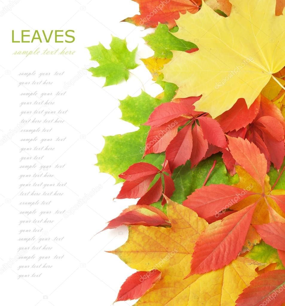 Autumn leaves background isolated on white background