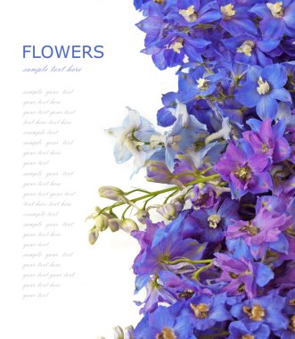 Bluebells arka plan üzerinde beyaz örnek metin ile izole