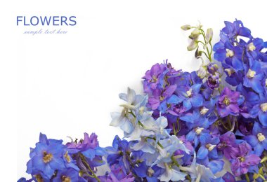 Bluebells arka plan üzerinde beyaz örnek metin ile izole