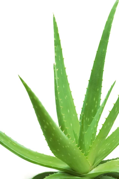 Vera aloe — Stok Foto