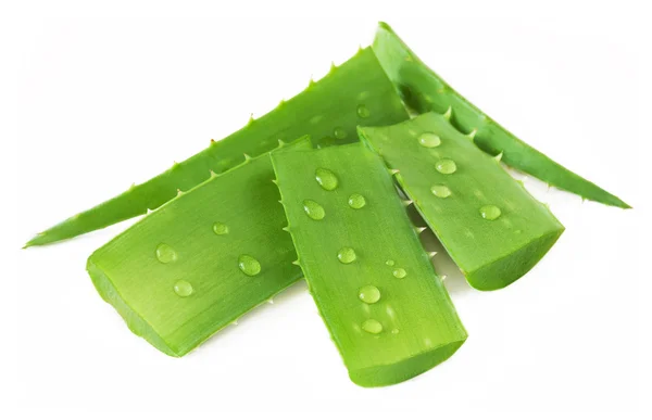 Aloe Vera — Stock Photo, Image