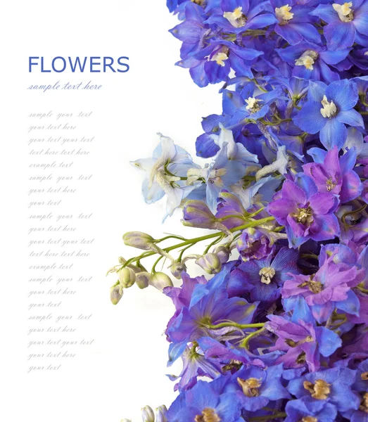 Bluebells arka plan üzerinde beyaz örnek metin ile izole