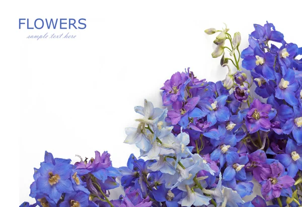 Bluebells arka plan üzerinde beyaz örnek metin ile izole