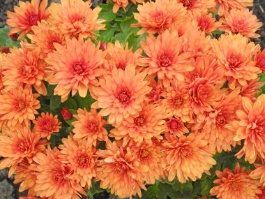 Aster arka plan