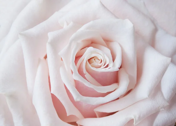 Belle macro rose — Photo