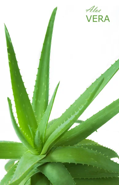 Aloe Vera — Stockfoto