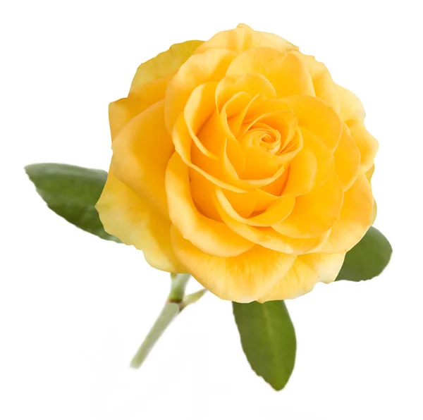 Yellow rose closeup isolated on white background — Stock Photo, Image
