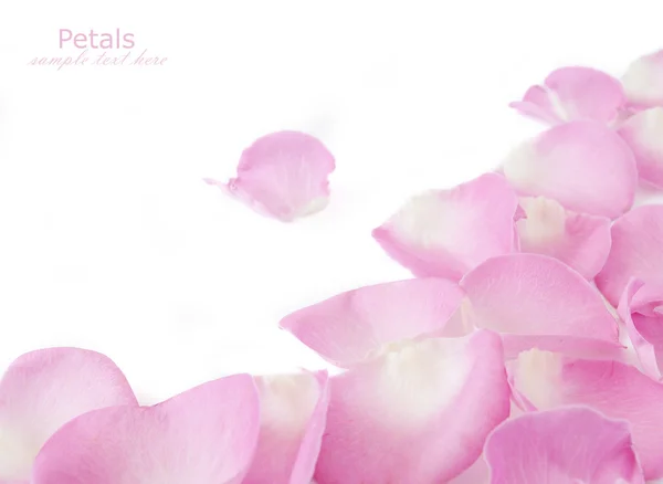Růží izolovaných na bílém pozadí s ukázkovým textem — Stock fotografie
