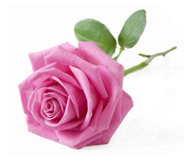 Pembe Gül beyaz arkaplanda izole edildi