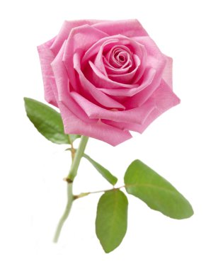 Pembe Gül beyaz arkaplanda izole edildi