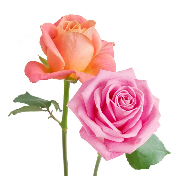 Roze bloemen bos geïsoleerd op witte achtergrond — Stockfoto