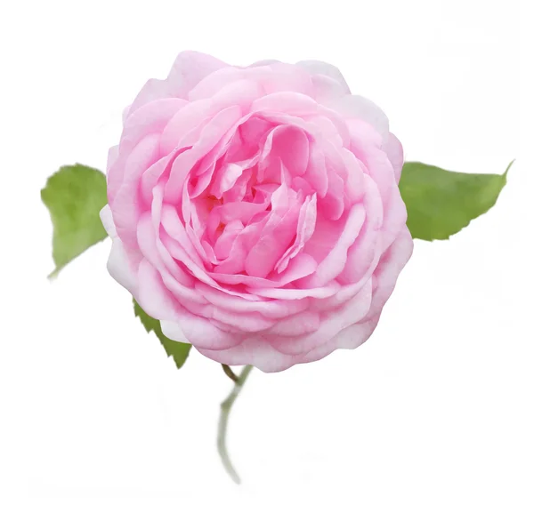 Pink rose isolated on white background — Stock Photo, Image