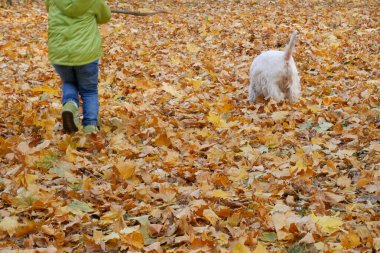 Küçük çocuk ve beyaz batı dağ köpeği sonbahar parkında, Sonbahar sarı yapraklı köpek, arkadaşlık kavramı, açık hava