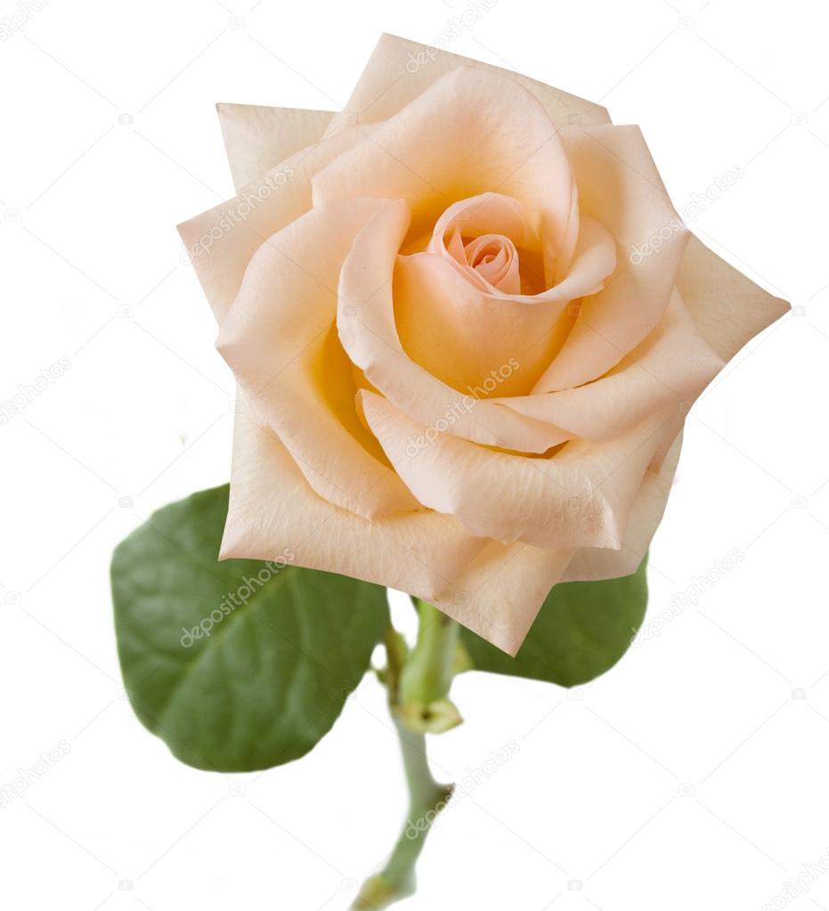 Pink rose isolated on white background